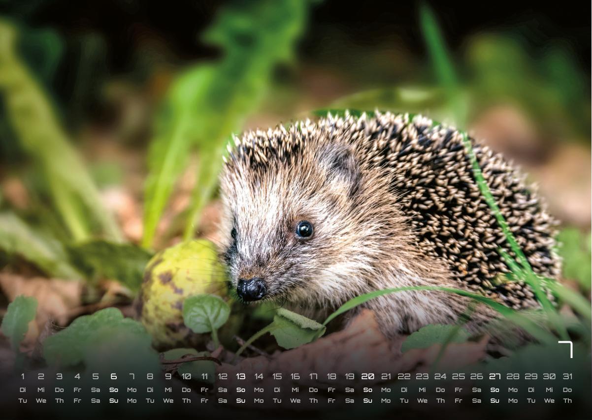 Bild: 9783986734442 | Waldtiere - Heimische Waldbewohner - Der Tierkalender - 2025 -...