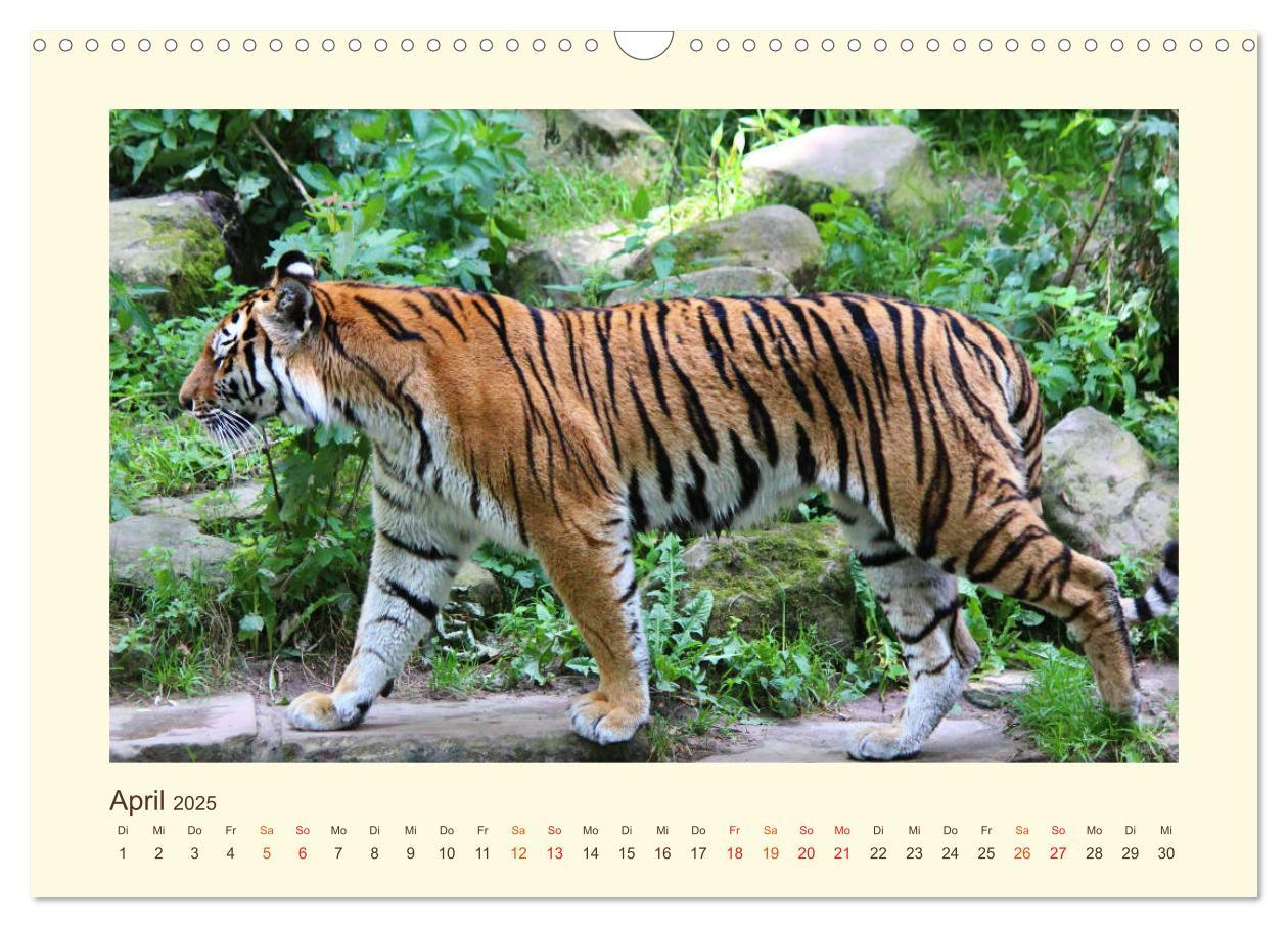 Bild: 9783435449033 | Sibirische Tigerportraits (Wandkalender 2025 DIN A3 quer), CALVENDO...