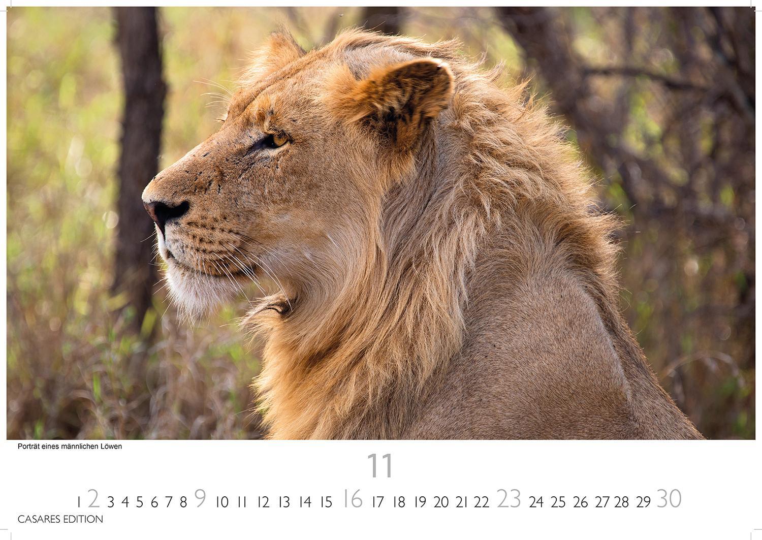 Bild: 9781835240656 | Südafrika 2025 S 24x35 cm | Kalender | 14 S. | Deutsch | 2025