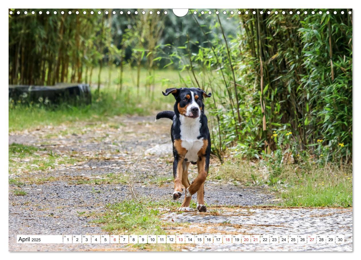 Bild: 9783435332892 | Großer Schweizer Sennenhund (Wandkalender 2025 DIN A3 quer),...