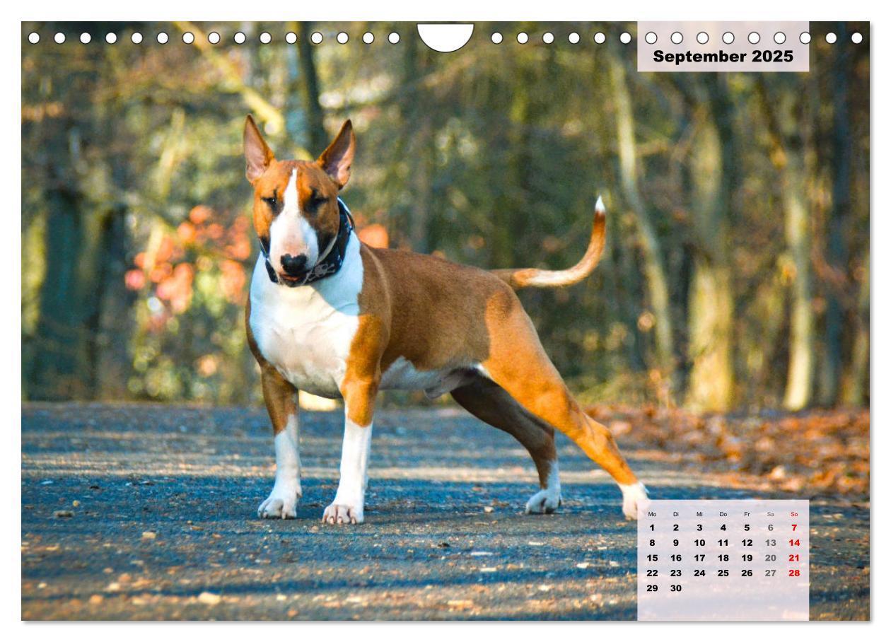 Bild: 9783383947438 | Bullterrier. Freudiges Wesen und Charakter (Wandkalender 2025 DIN...