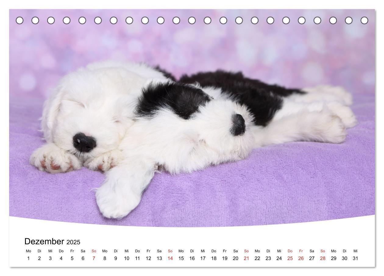 Bild: 9783435159857 | Süße Träume 2025 - schlafende Hundewelpen (Tischkalender 2025 DIN...