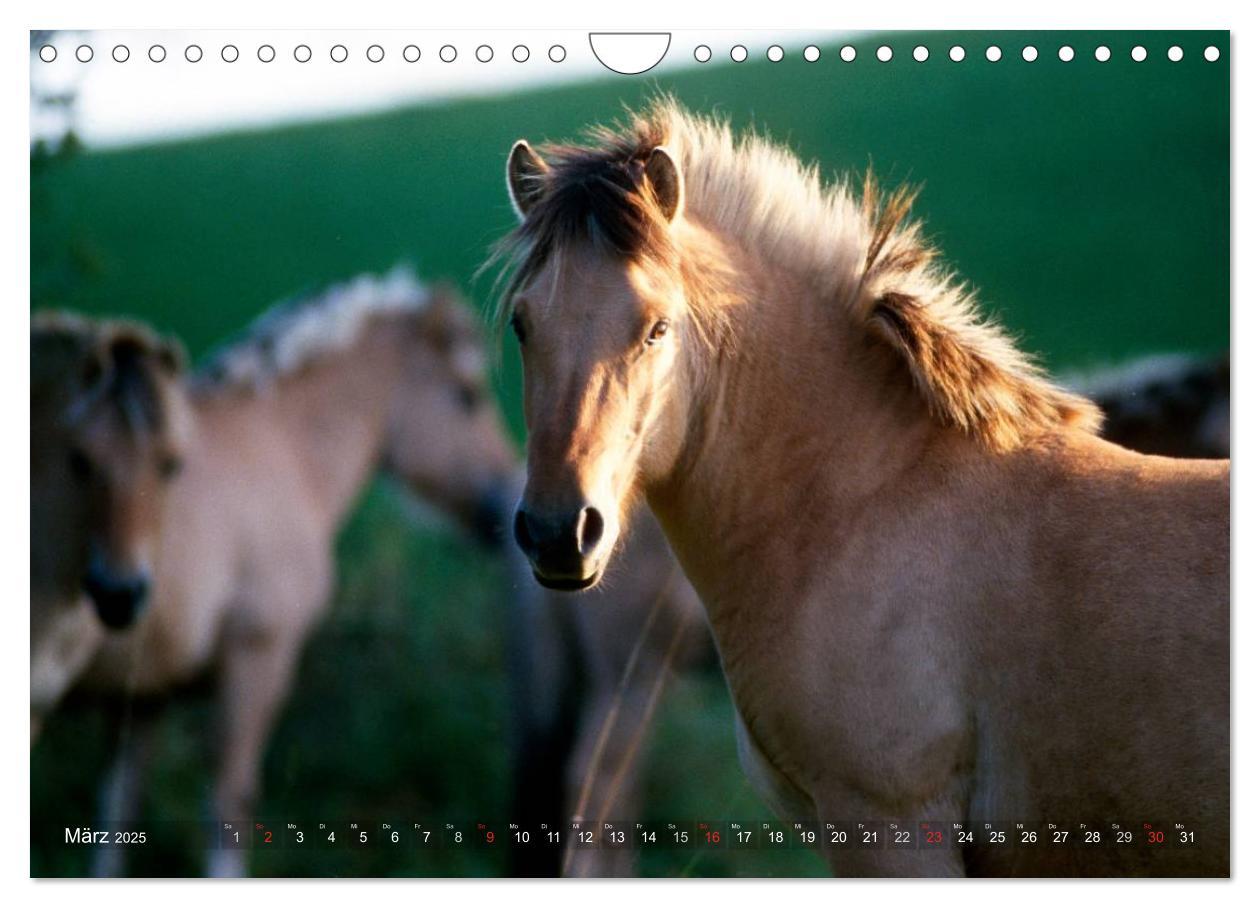 Bild: 9783435754533 | Fjordpferde - Norweger (Wandkalender 2025 DIN A4 quer), CALVENDO...