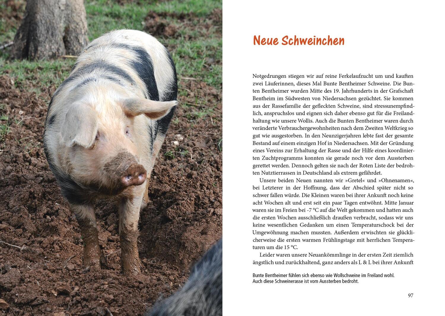 Bild: 9783895663604 | Vom Glück, Schweine zu hüten | Nina Dittmann | Buch | 144 S. | Deutsch