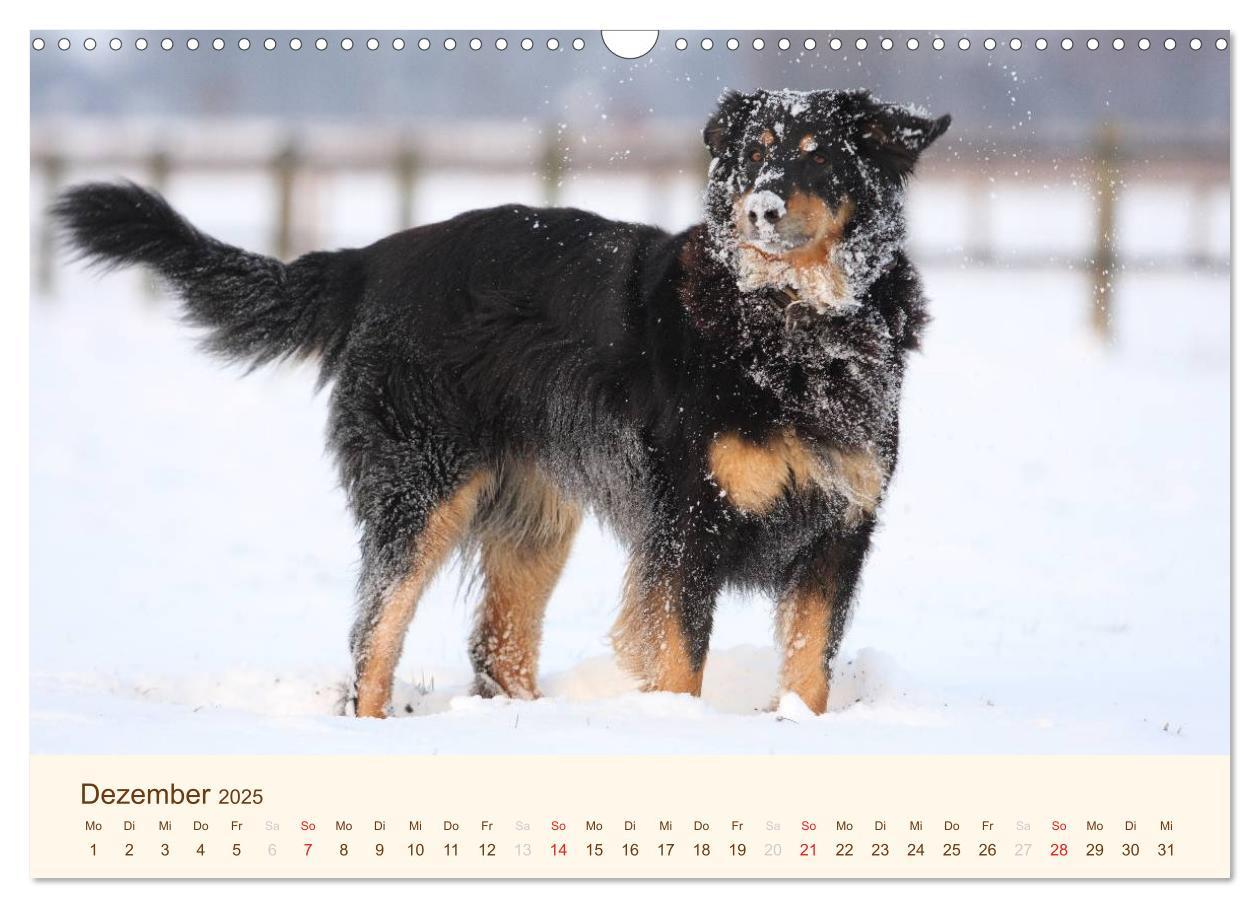 Bild: 9783435792573 | Hovawarte - einmal anders (Wandkalender 2025 DIN A3 quer), CALVENDO...