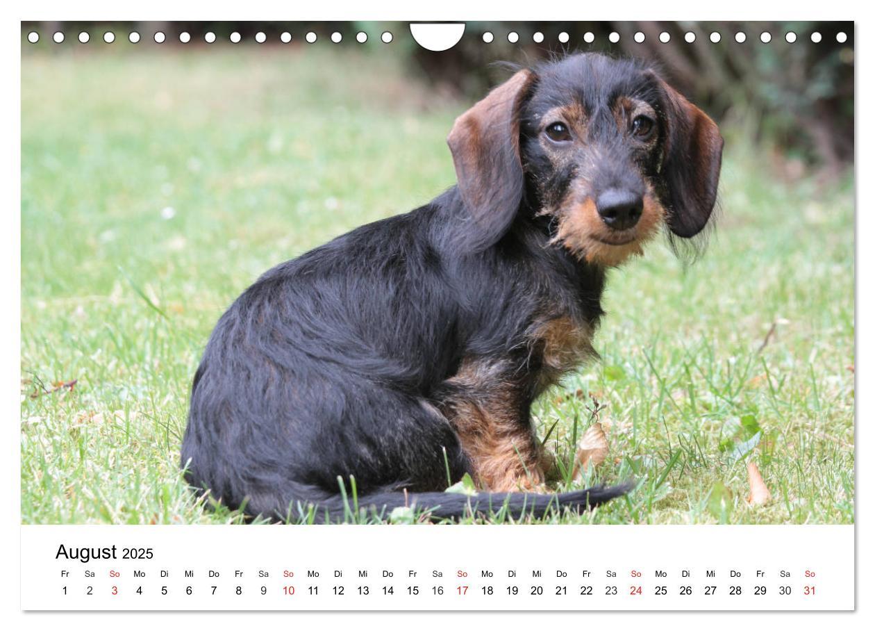 Bild: 9783435173419 | Ein Dackelkind blickt zurück (Wandkalender 2025 DIN A4 quer),...