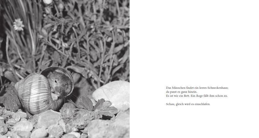 Bild: 9783737358965 | Das Apfelmäuschen (Pappbilderbuch) | Mathilde Reich | Buch | 40 S.
