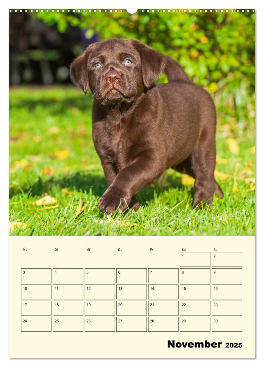 Bild: 9783435957675 | Familienplaner - Labrador Welpen entdecken die Welt (Wandkalender...