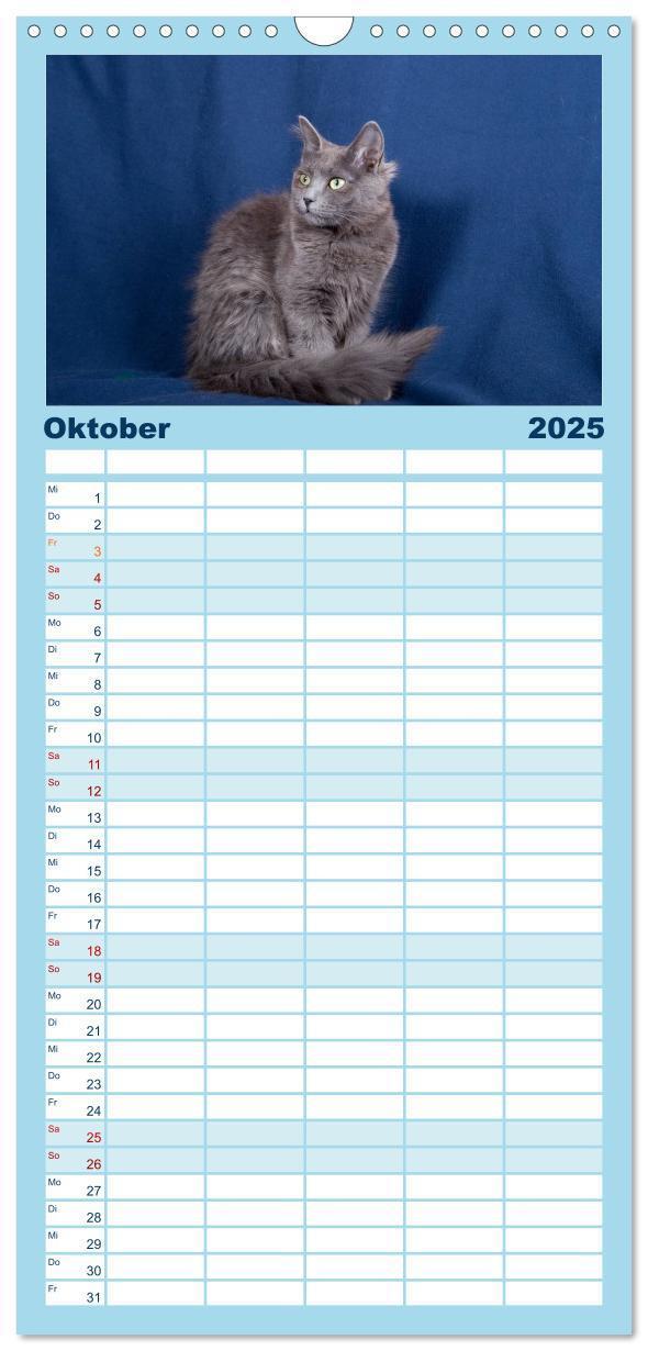 Bild: 9783457121764 | Familienplaner 2025 - Nebelung Katzen mit 5 Spalten (Wandkalender,...