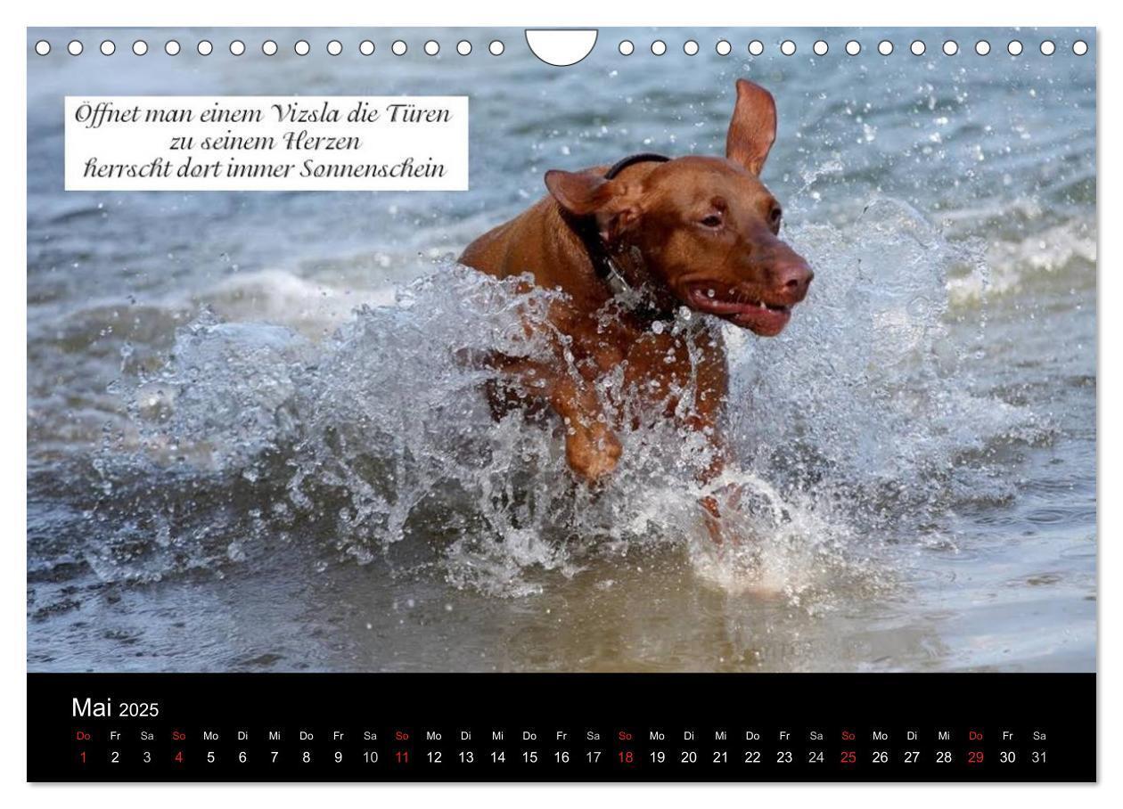 Bild: 9783435518968 | Magyar Vizsla - Zauberhafte Kobolde (Wandkalender 2025 DIN A4...