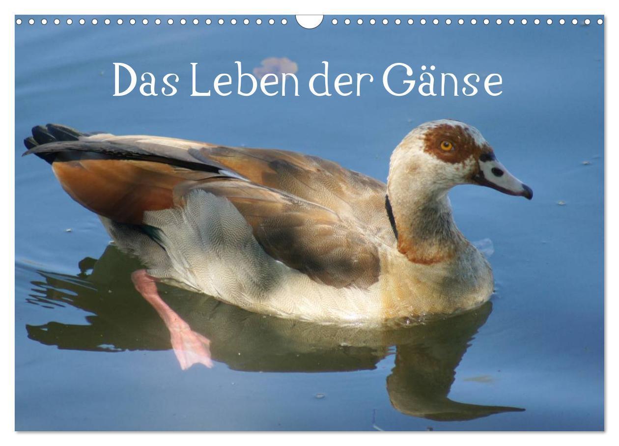 Cover: 9783383619076 | Das Leben der Gänse (Wandkalender 2024 DIN A3 quer), CALVENDO...