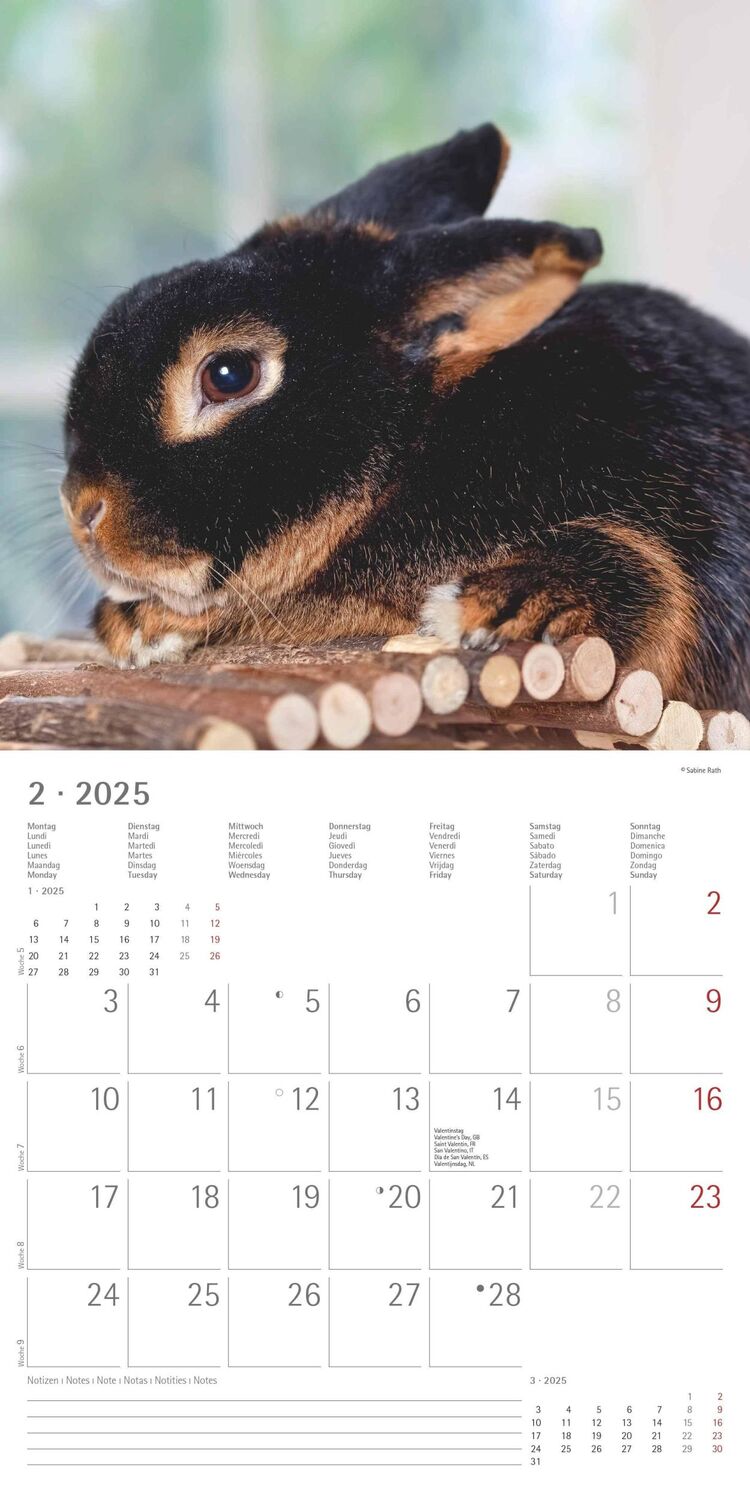 Bild: 4251732340766 | Kaninchen 2025 - Broschürenkalender 30x30 cm (30x60 geöffnet) -...