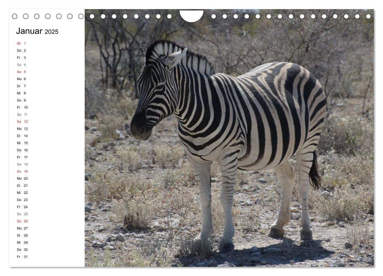 Bild: 9783435552818 | Namibia - Tierische Vielfalt (Planer) (Wandkalender 2025 DIN A4...