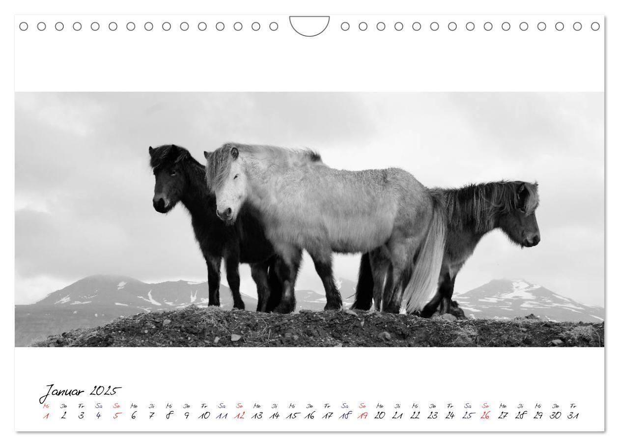 Bild: 9783435763139 | Islandpferde von Brimilsvellir (Wandkalender 2025 DIN A4 quer),...