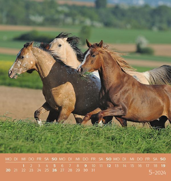 Bild: 9783731869542 | Traumpferde 2024 | aufstellbarer Postkartenkalender | Korsch Verlag