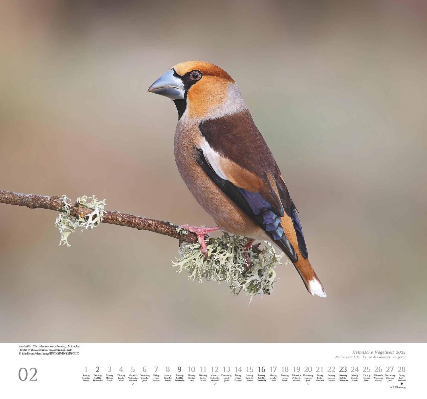 Bild: 4250809653525 | Heimische Vogelwelt 2025 - DUMONT Wandkalender - mit den...