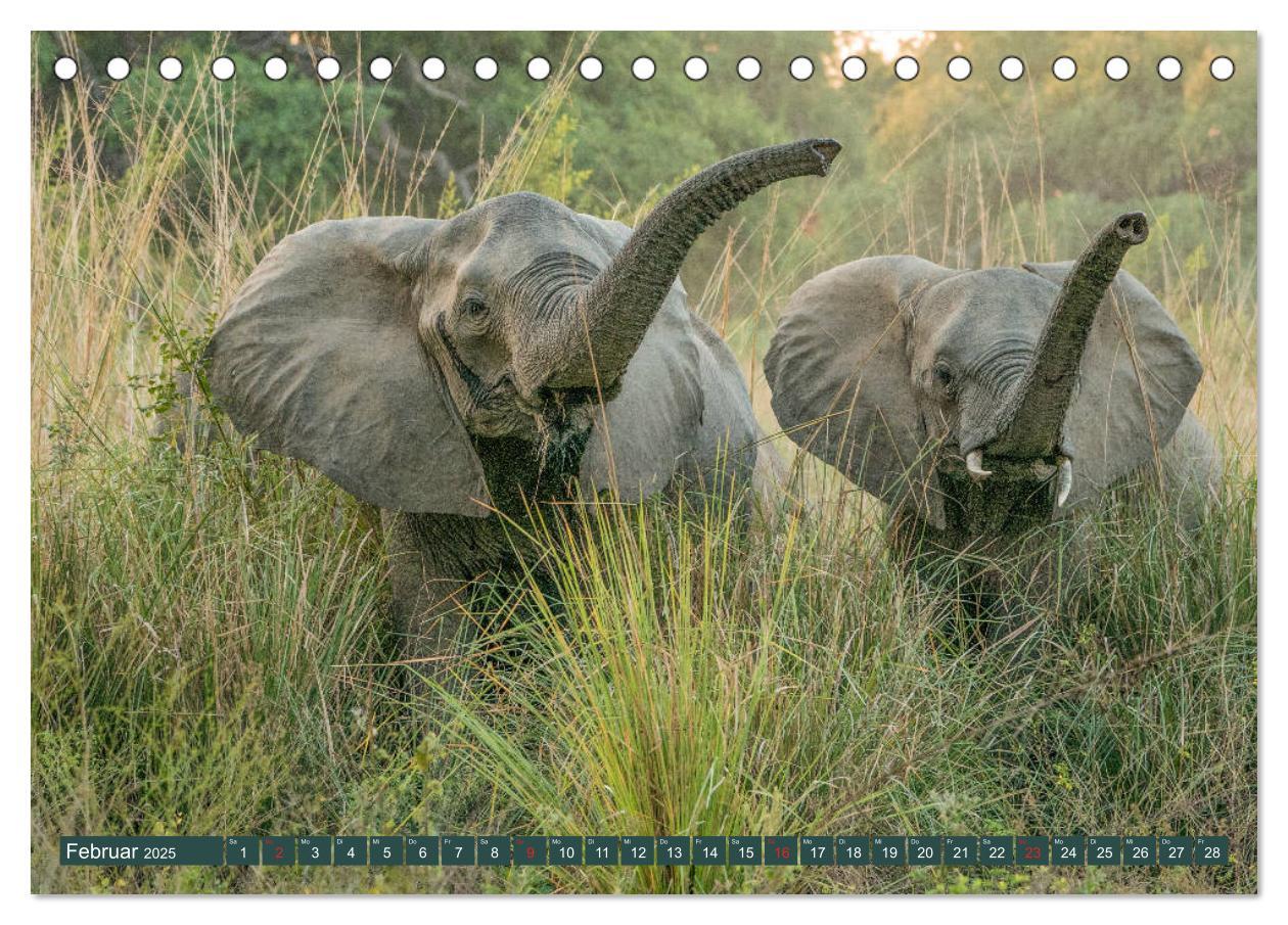 Bild: 9783435312283 | Wildlife Sambia (Tischkalender 2025 DIN A5 quer), CALVENDO...