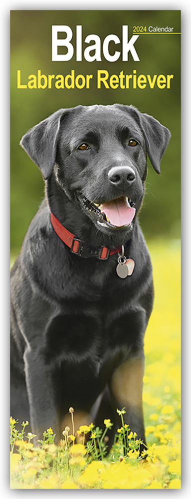 Cover: 9781804602171 | Black Labrador Retriever - Schwarze Labrador Retriever 2024 | Ltd