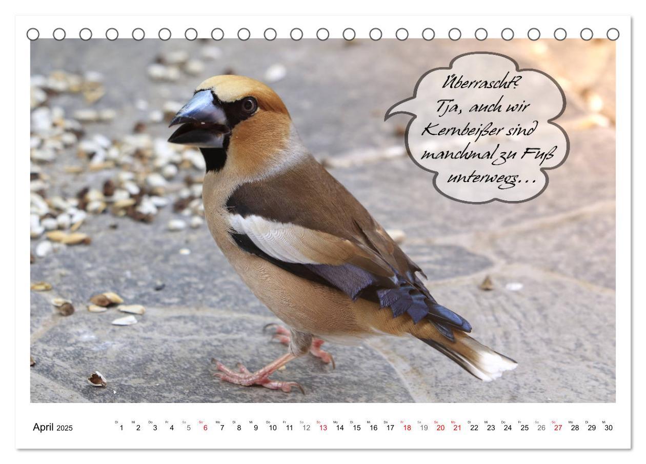 Bild: 9783435113446 | Vögel mit Humor (Tischkalender 2025 DIN A5 quer), CALVENDO...