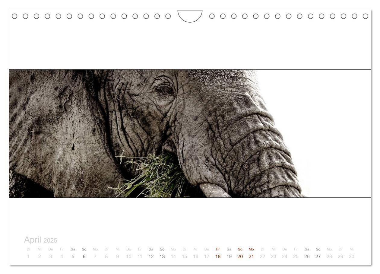 Bild: 9783435687749 | Serengeti Panorama (Wandkalender 2025 DIN A4 quer), CALVENDO...