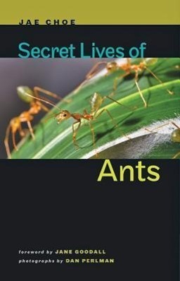 Cover: 9781421404288 | Secret Lives of Ants | Jae Choe | Buch | Englisch | 2012