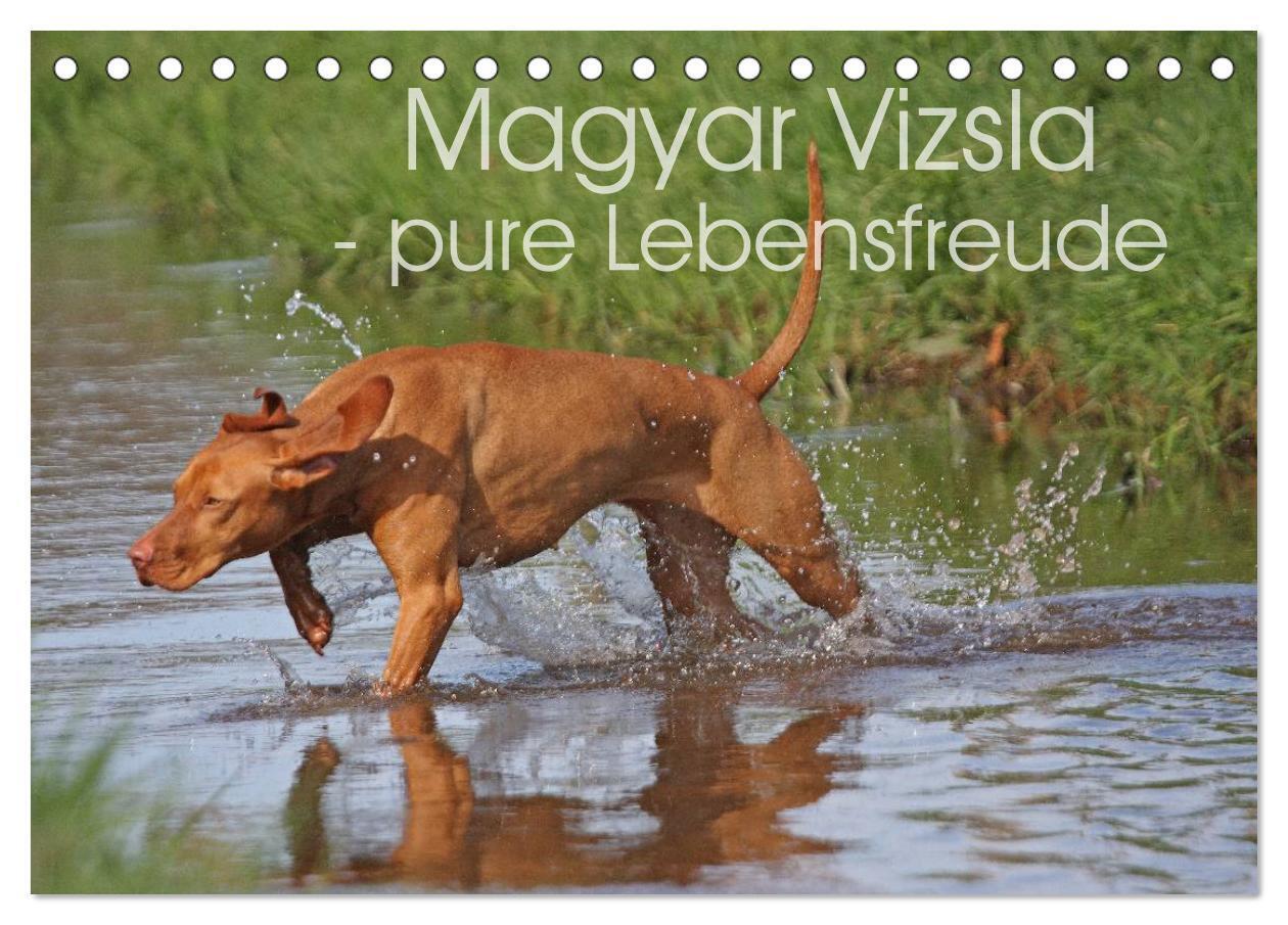 Cover: 9783383416439 | Magyar Vizsla - pure Lebensfreude (Tischkalender 2024 DIN A5 quer),...