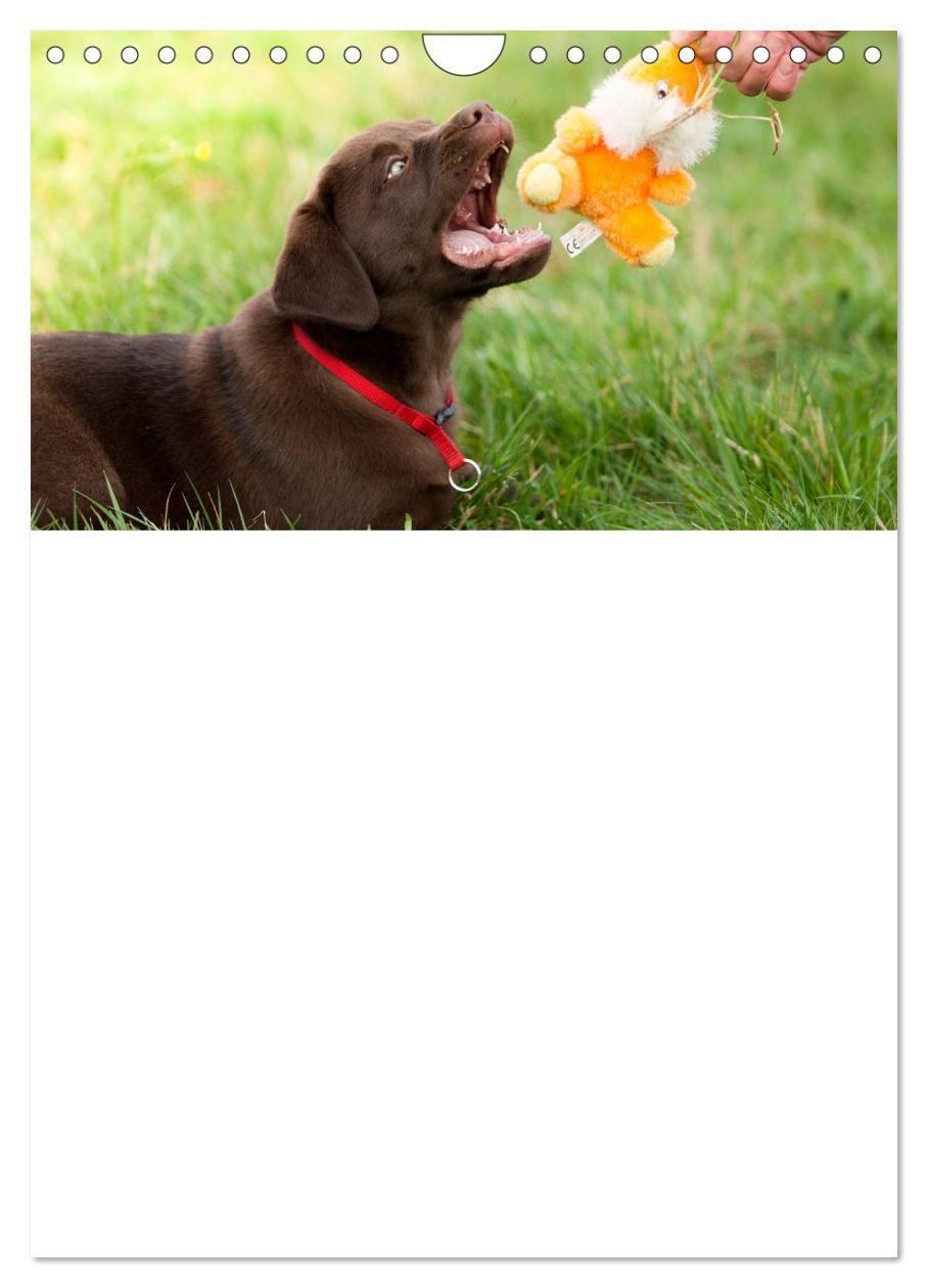 Bild: 9783457010310 | Labrador Welpe - Seelenhund (Wandkalender 2025 DIN A4 hoch),...