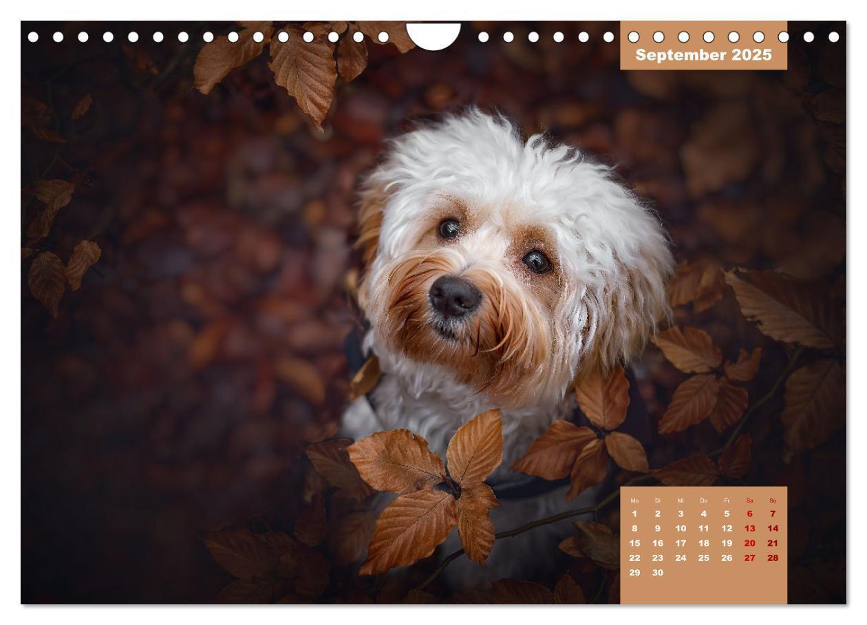 Bild: 9783435034086 | Rocket der Havaneser (Wandkalender 2025 DIN A4 quer), CALVENDO...