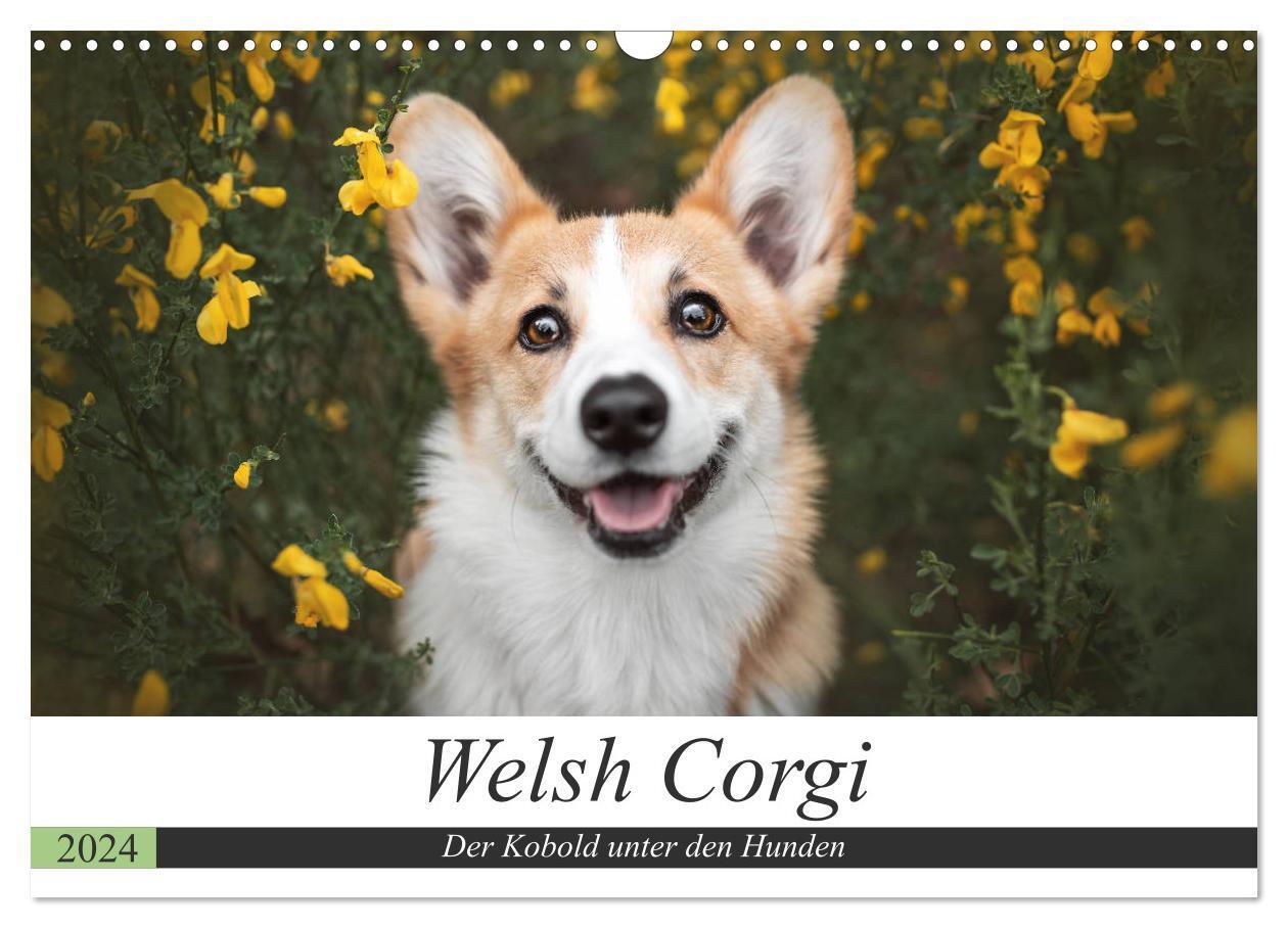 Cover: 9783675633049 | Welsh Corgi - Der Kobold unter den Hunden (Wandkalender 2024 DIN A3...