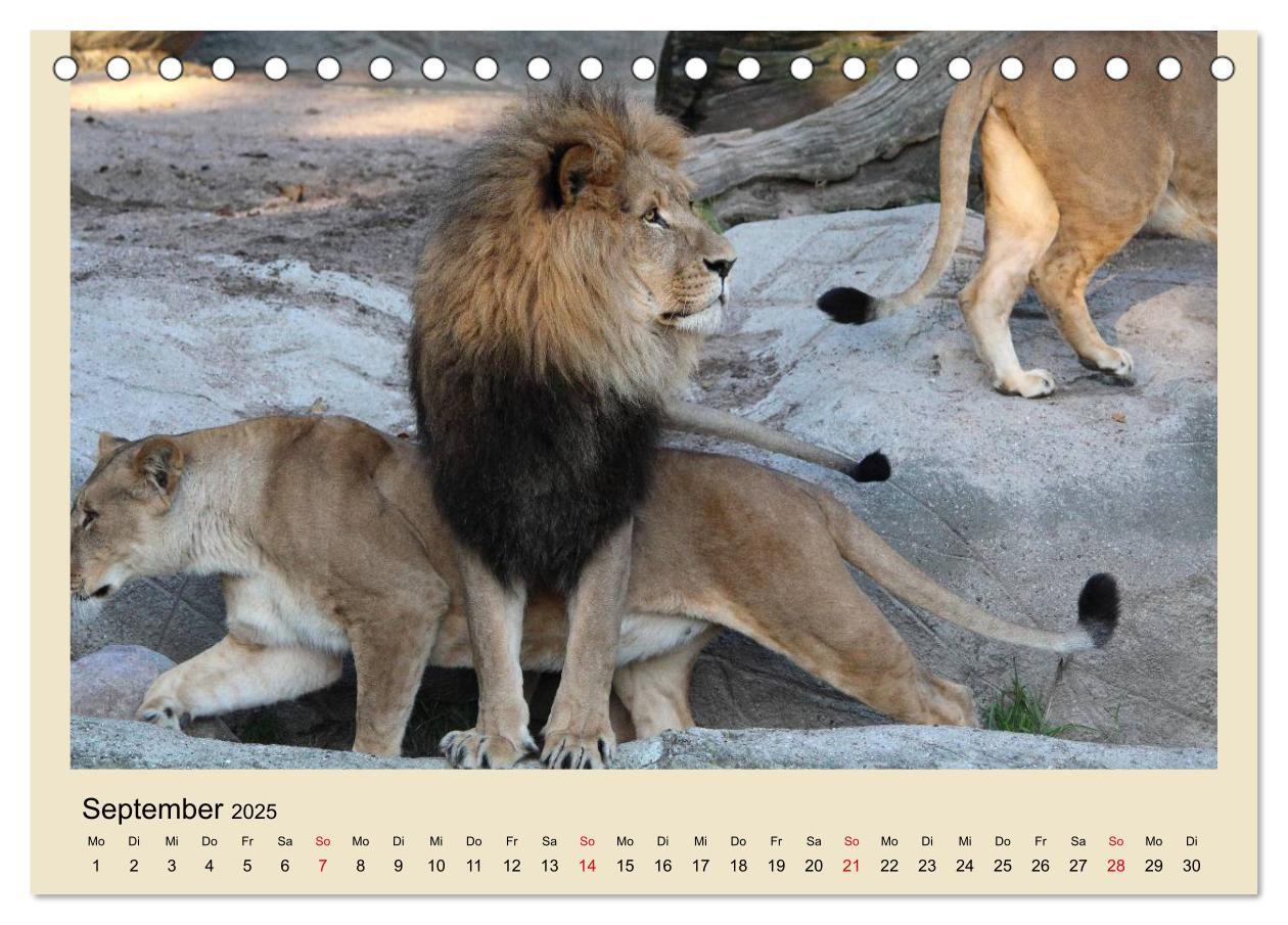 Bild: 9783435756759 | Löwen im Tierpark Hagenbeck (Tischkalender 2025 DIN A5 quer),...