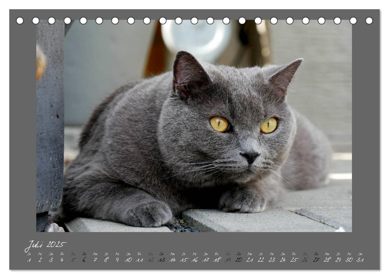 Bild: 9783435400331 | GRAUE ENGEL Britischkurzhaar-Katzen (Tischkalender 2025 DIN A5...