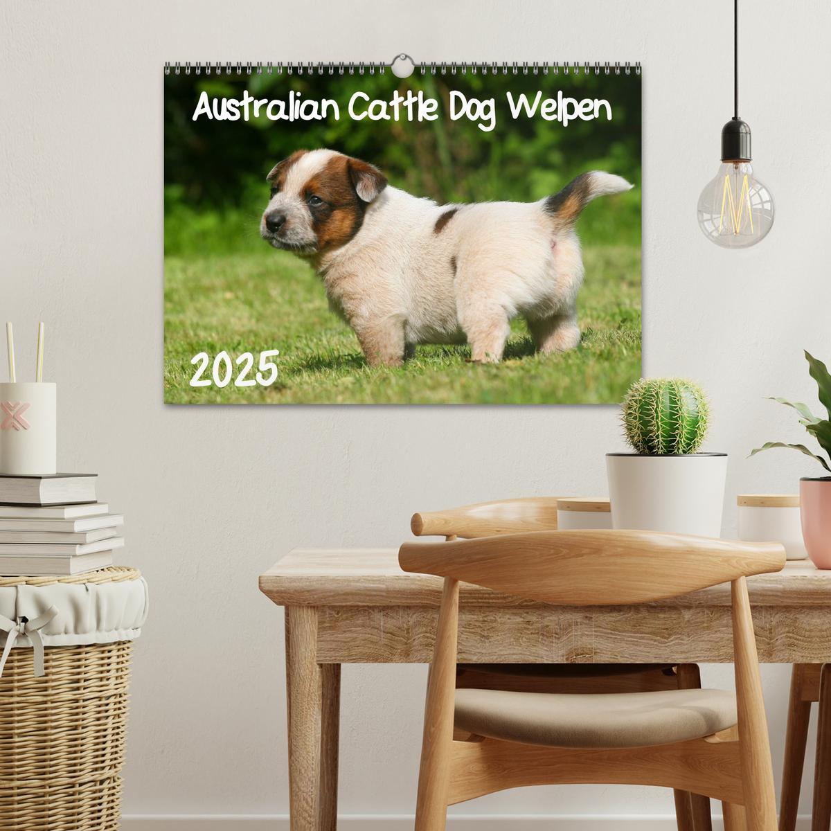 Bild: 9783435749539 | Australian Cattle Dog Welpen (Wandkalender 2025 DIN A3 quer),...