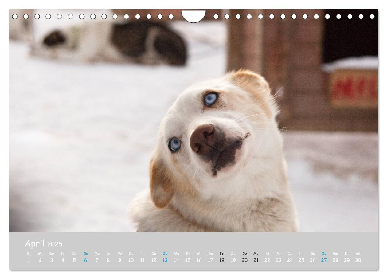 Bild: 9783435448890 | Alaskan Huskies (Wandkalender 2025 DIN A4 quer), CALVENDO...