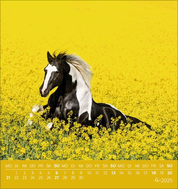 Bild: 9783731876731 | Traumpferde 2025 | aufstellbarer Postkartenkalender | Verlag Korsch