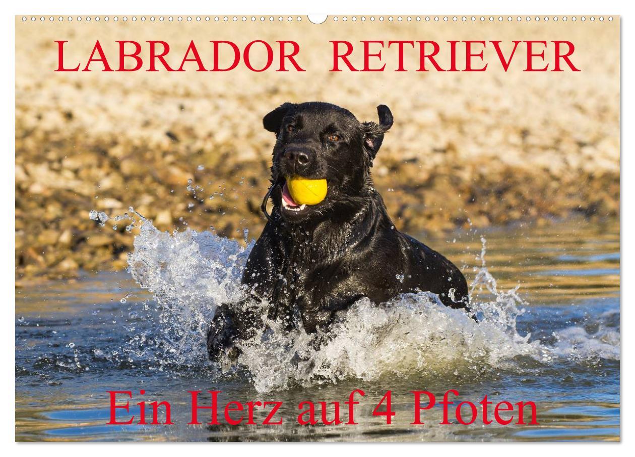 Cover: 9783435640805 | Labrador Retriever - ein Herz auf 4 Pfoten (Wandkalender 2025 DIN...