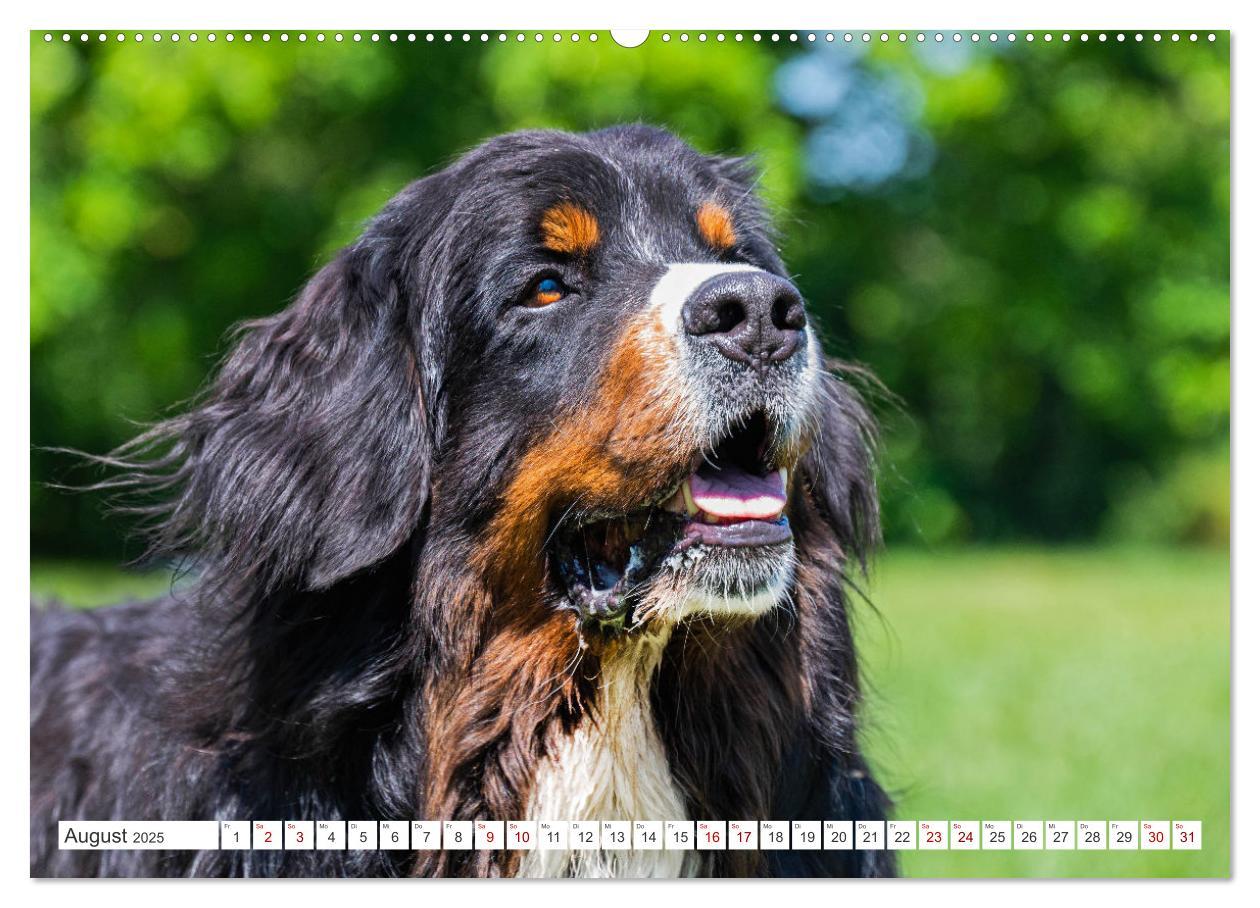 Bild: 9783383848292 | Berner Sennenhund - Ein Freund auf vier Pfoten (Wandkalender 2025...