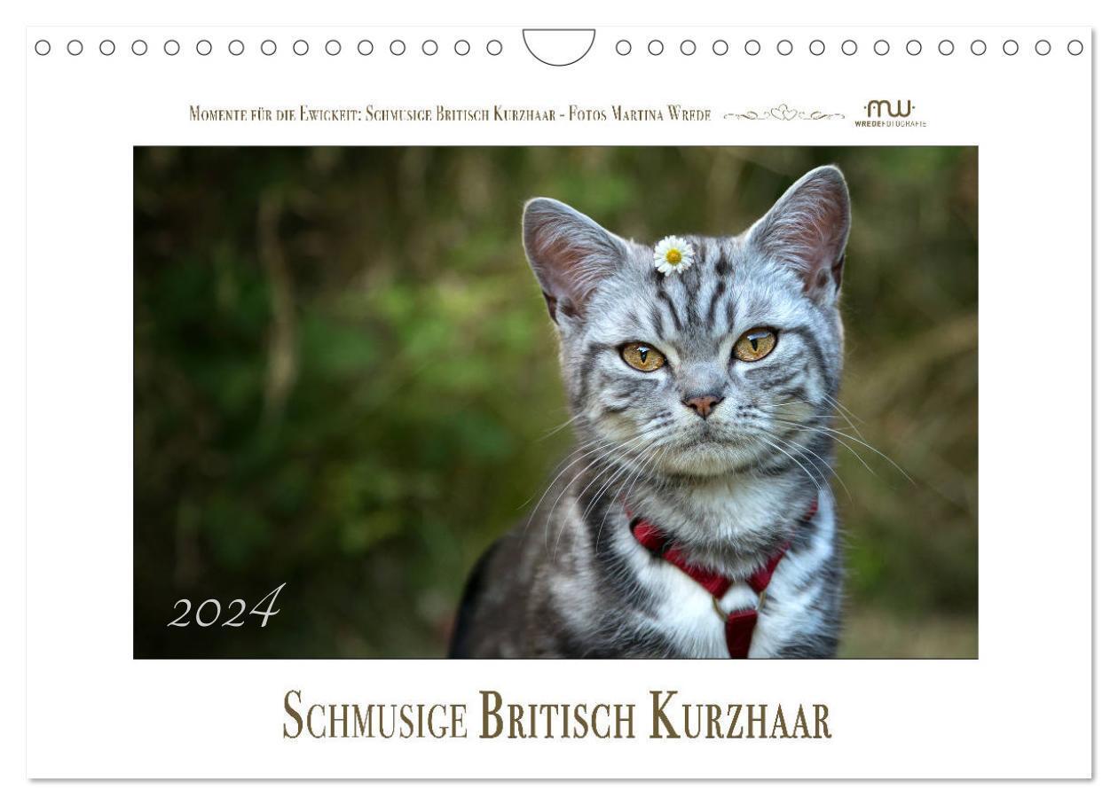 Cover: 9783383271526 | Schmusige Britisch Kurzhaar (Wandkalender 2024 DIN A4 quer),...