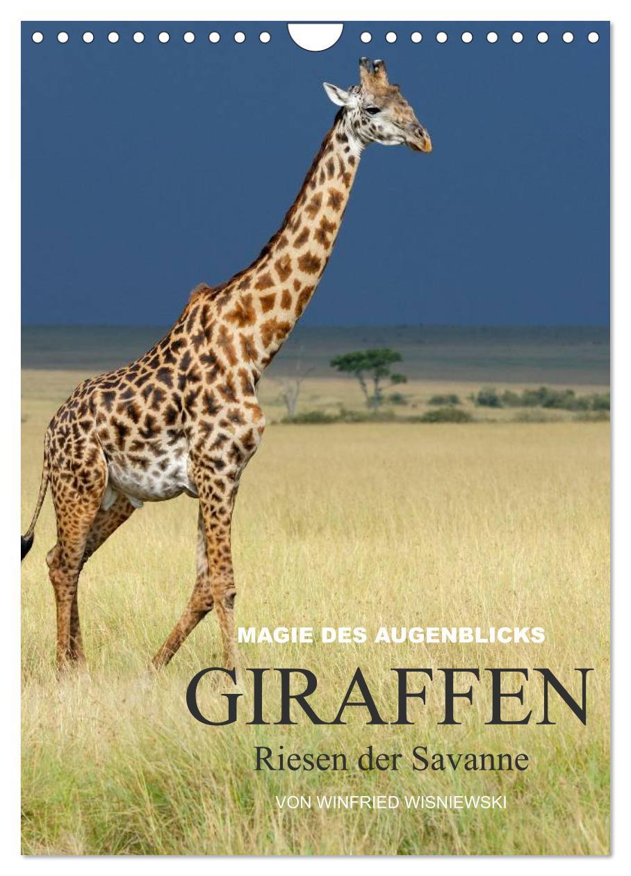 Cover: 9783457068939 | Magie des Augenblicks - Giraffen - Riesen der Savanne (Wandkalender...