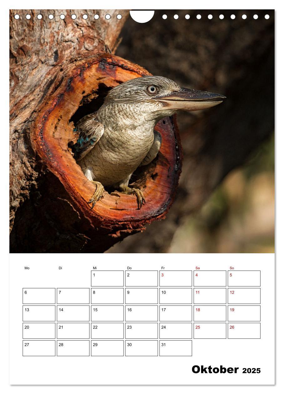 Bild: 9783435932603 | Australiens faszinierende Tierwelt (Wandkalender 2025 DIN A4 hoch),...