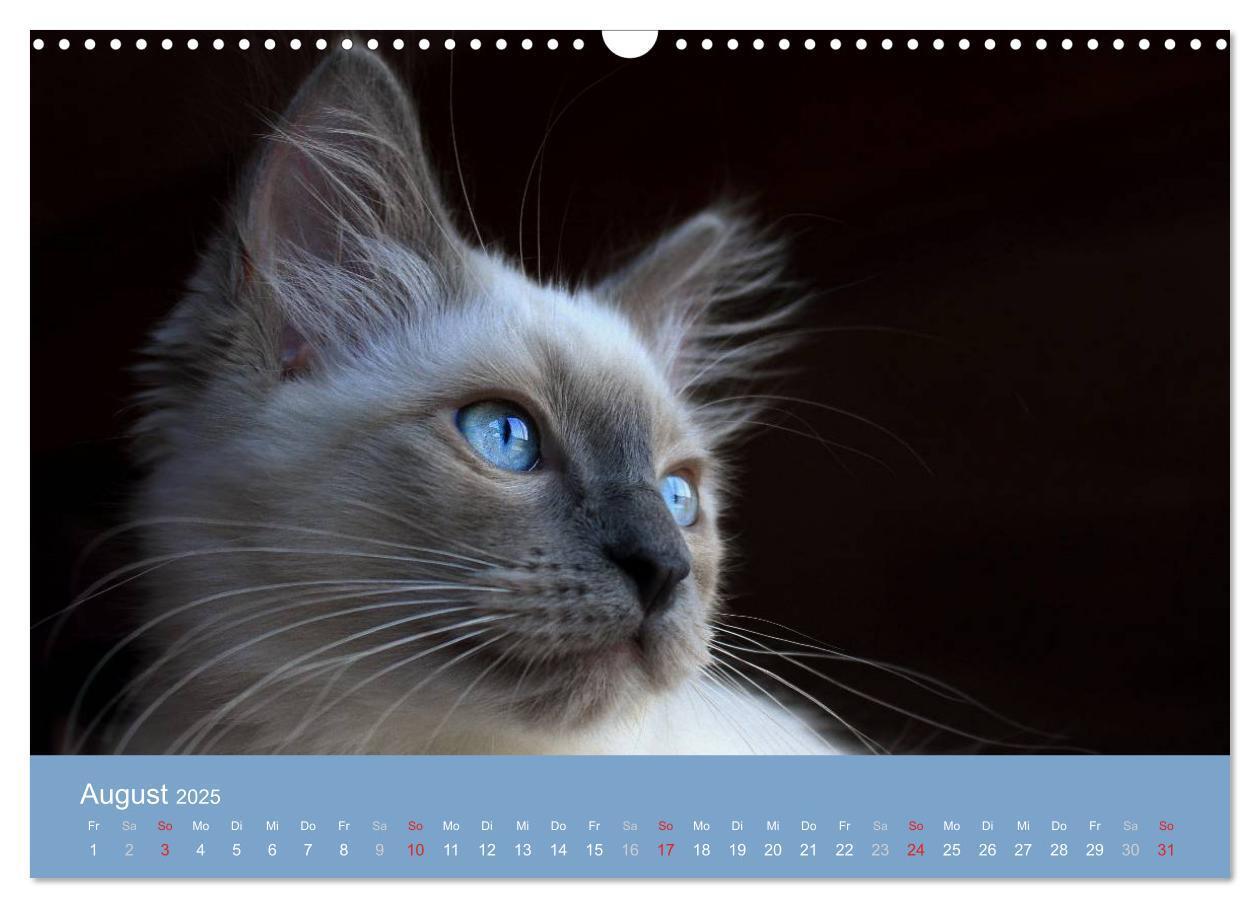 Bild: 9783435745548 | Engel auf 4 Pfoten - Ragdolls 2025 (Wandkalender 2025 DIN A3 quer),...