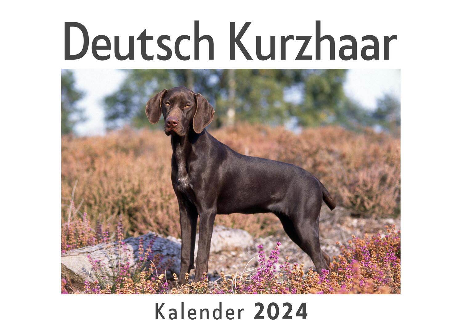 Cover: 9783750557482 | Deutsch Kurzhaar (Wandkalender 2024, Kalender DIN A4 quer,...