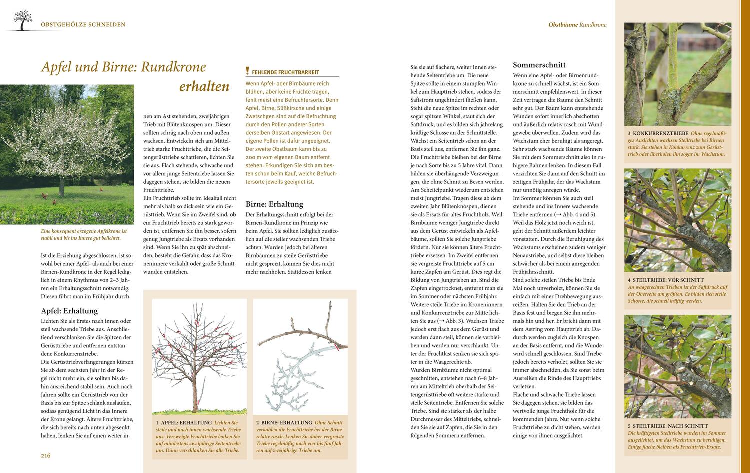 Bild: 9783833889639 | Das große GU Praxishandbuch Pflanzenschnitt | Hansjörg Haas | Buch