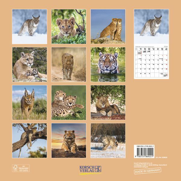 Bild: 9783731869221 | Big Cats 2024 | Korsch Verlag | Kalender | Englisch Broschur | 13 S.