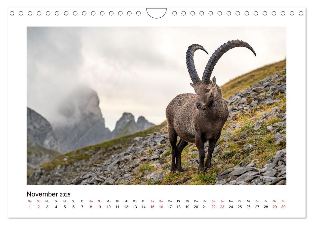 Bild: 9783383868474 | Steinböcke - Die Könige der Alpen (Wandkalender 2025 DIN A4 quer),...