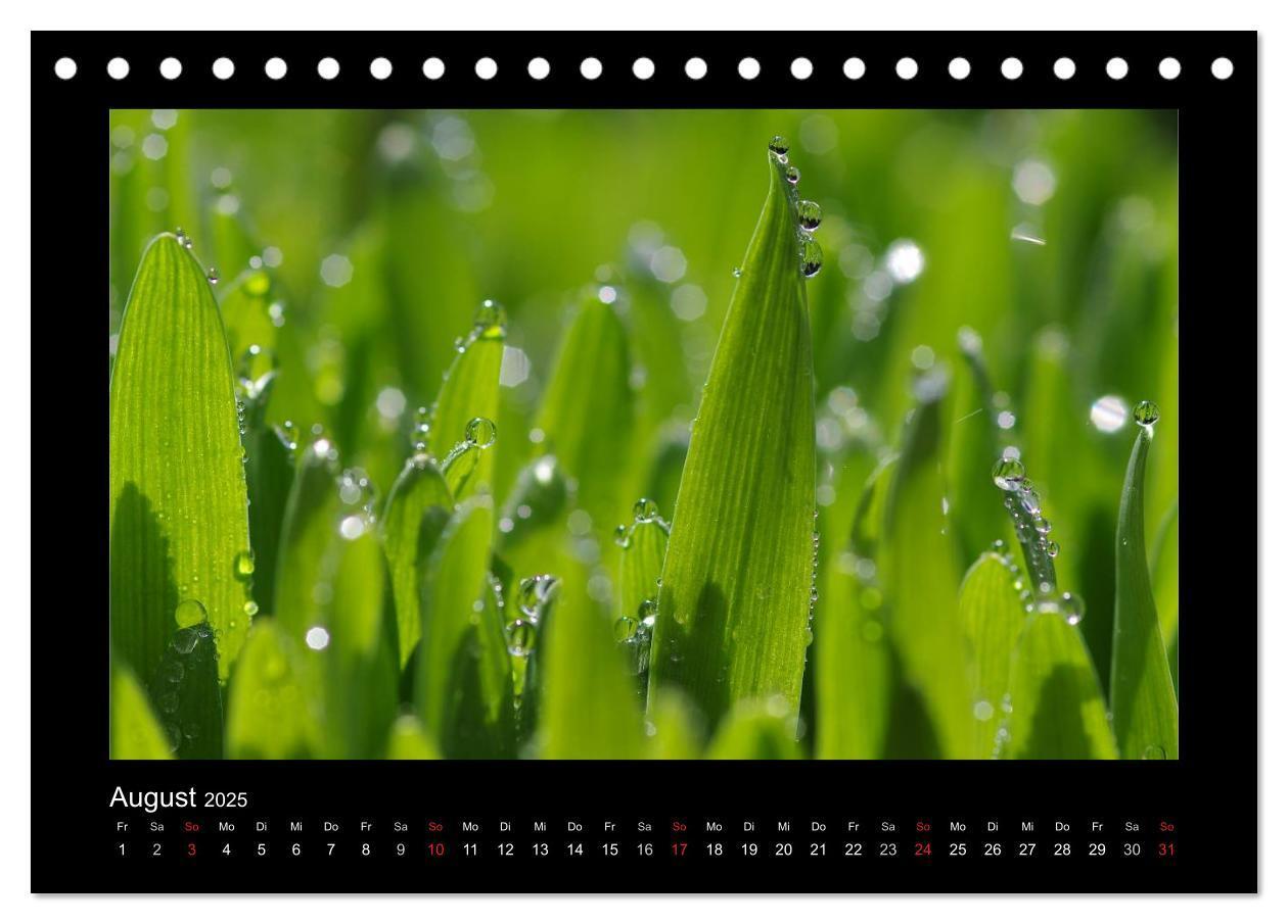 Bild: 9783435838981 | Meine kleine grüne Wassertropfen Welt (Tischkalender 2025 DIN A5...