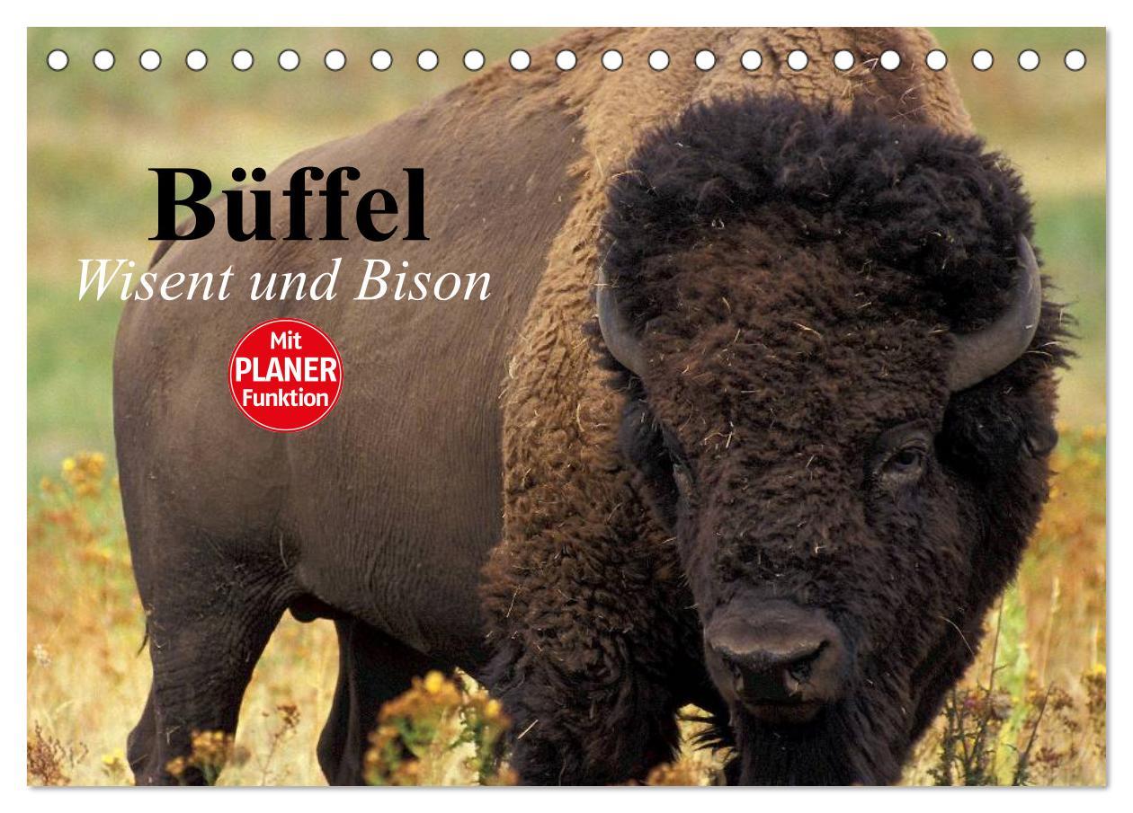 Cover: 9783435548798 | Büffel. Wisent und Bison (Tischkalender 2025 DIN A5 quer), CALVENDO...