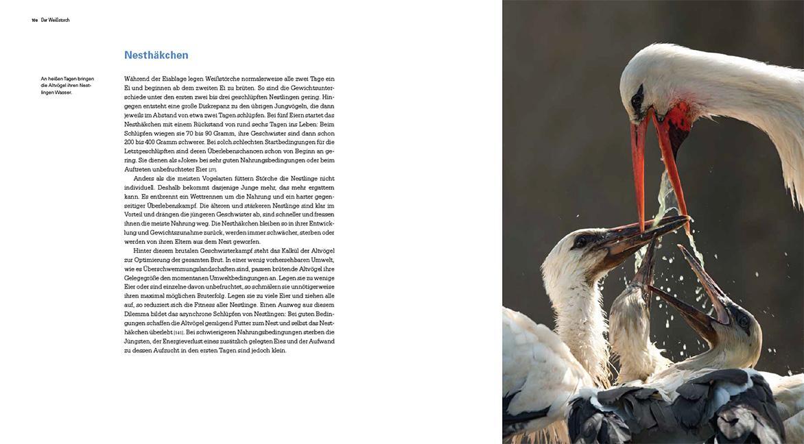Bild: 9783258083544 | Der Weißstorch | Ein Zugvogel im Wandel | Lorenz Heer | Buch | 256 S.