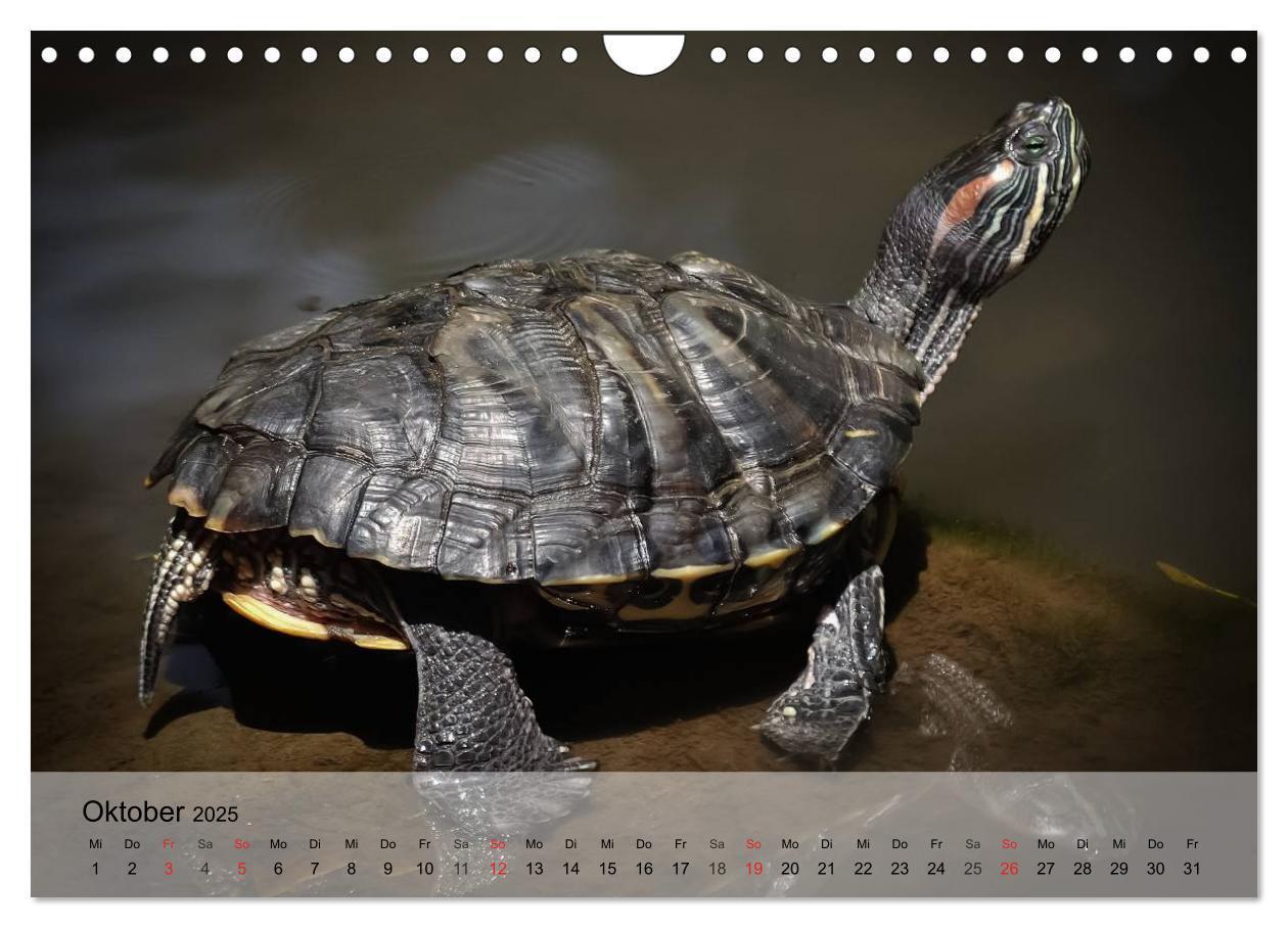 Bild: 9783435625727 | Reptilien Schlangen, Echsen und Co. (Wandkalender 2025 DIN A4...