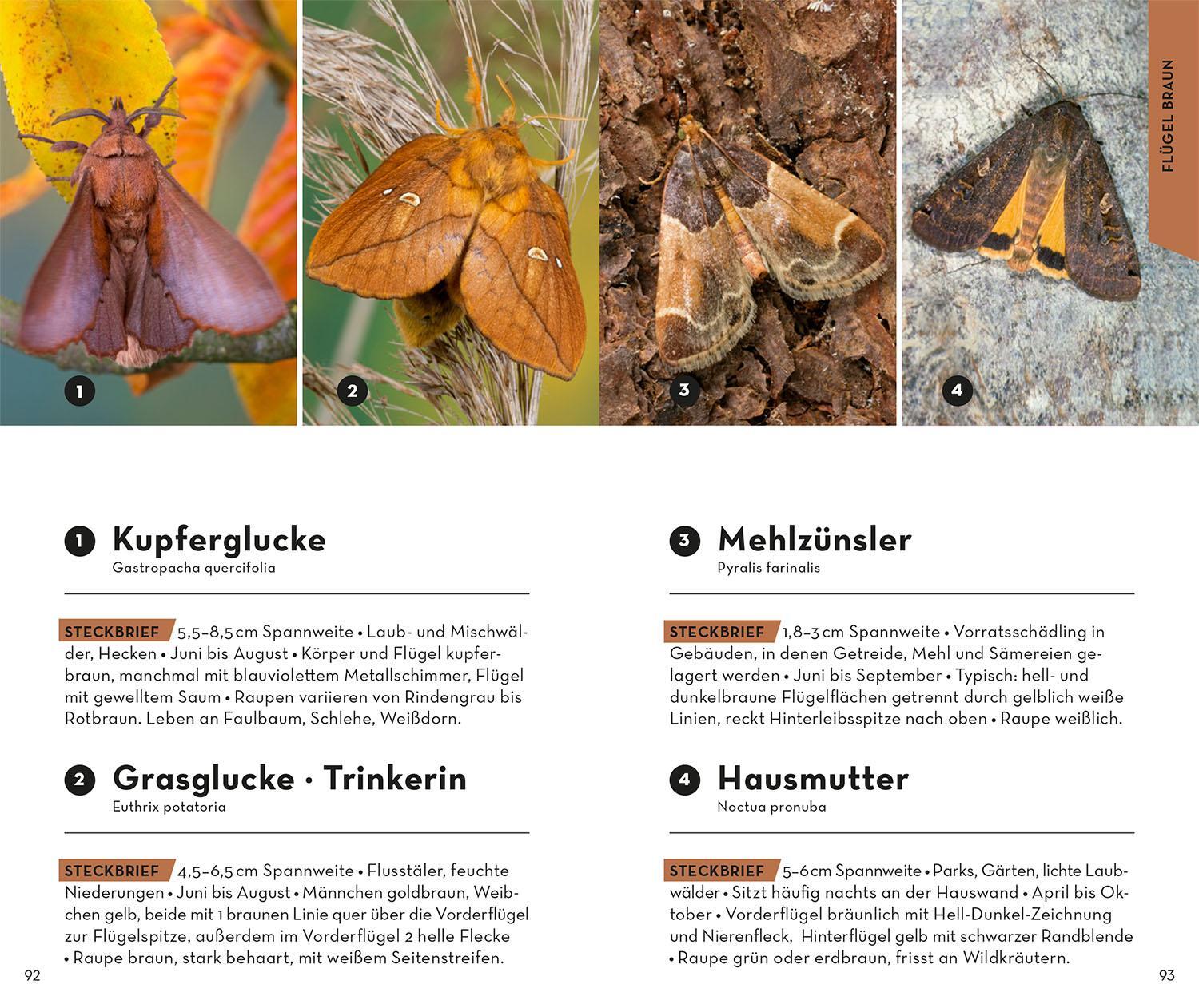Bild: 9783440173985 | Basic Schmetterlinge | Eva-Maria Dreyer | Taschenbuch | 128 S. | 2023