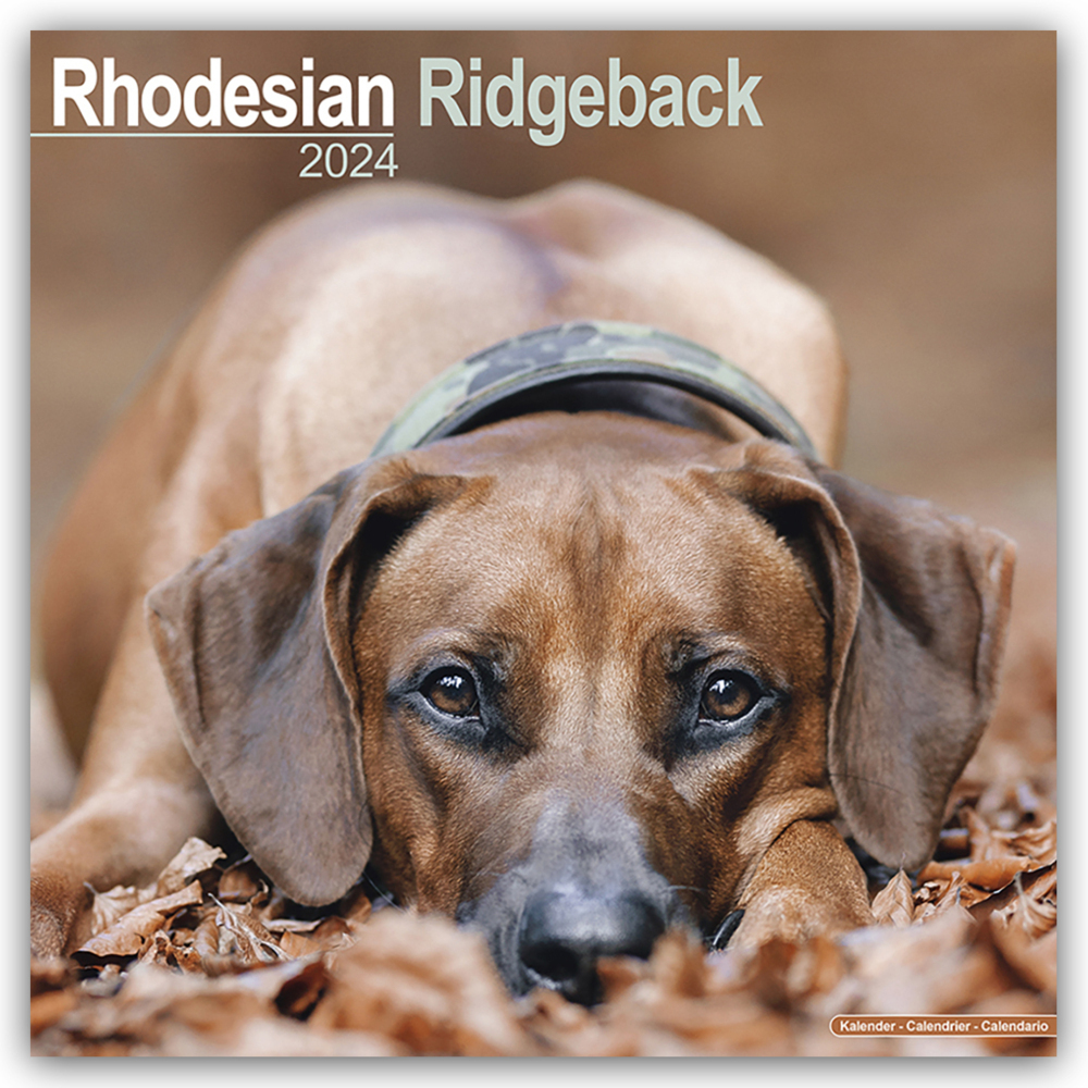 Cover: 9781804600832 | Rhodesian Ridgeback - Afrikanischer Löwenhund 2024 - 16-Monatskalender
